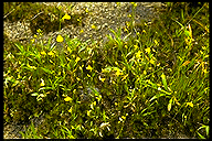 Utricularia scandens