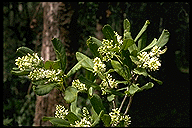 Melanophylla alnifolia