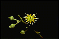 Calantica grandiflora