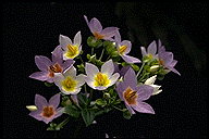 Exacum divaricatum subsp. latifolium