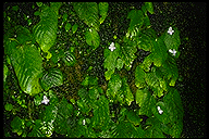 Streptocarpus brevistamineus