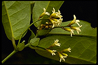 Dicoryphe macrophylla