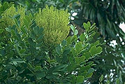 Cuphocarpus aculeatus