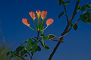 Bauhinia madagascariensis subsp. brevidentata
