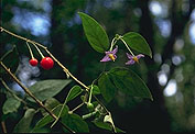 Solanum myoxotrichum