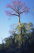 Hildegardia erythrosiphon