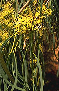 Boscia longifolia
