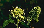 Clerodendrum micans