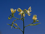 Baphia capparidifolia