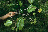 Rhopalocarpus thouarsianus