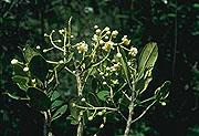 Calophyllum milvum