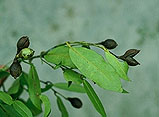 Dicoryphe stipulacea