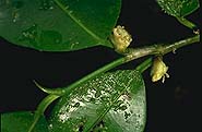 Trilepisium madagascariense