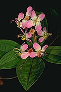 Dichaetanthera cordifolia