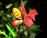 Xylopia buxifolia