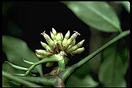 Polyscias lancifolia
