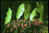 Physena madagascariensis