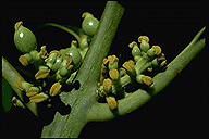 Didymeles integrifolia