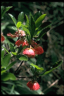 Sloanea rhodantha