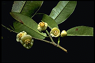 Garcinia pauciflora