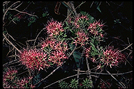 Combretum violaceum