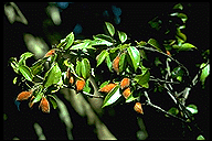Ellipanthus madagascariensis