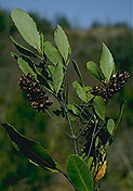 Weinmannia madagascariensis