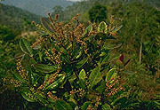 Weinmannia bojeriana