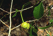 Rhodolaena macrocarpa