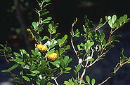 Cynometra dauphinensis