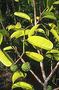 Rhopalocarpus coriaceus