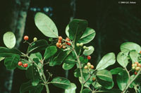 Cassinopsis madagascariensis