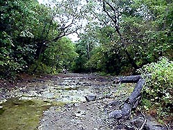 Forest along stream