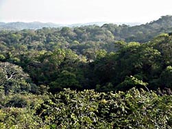 Forest Panarama
