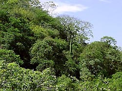 Forested slope, Ceiba