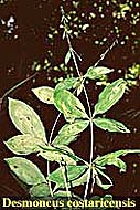 Desmoncus costaricensis