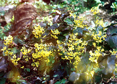 Epimedium colchicum