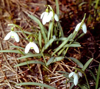 Galanthus platyphyllus