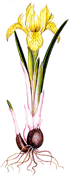 Iris winogradowii