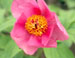 Paeonia caucasica