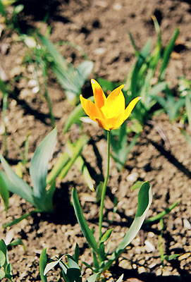 Tulipa biebersteiniana