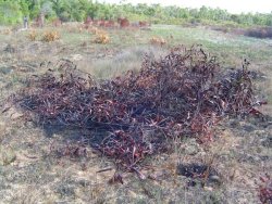 Burned vegetation at the edge of Mahabo Forest