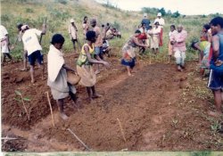 Villagers fertilize seedbeds in a community vegetable garden