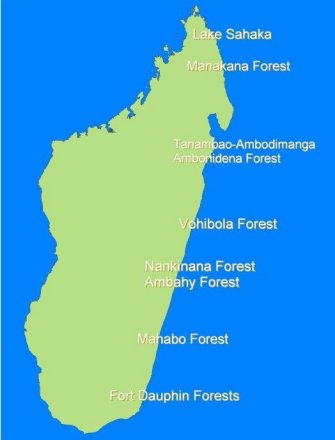 Madagascar's littoral forests