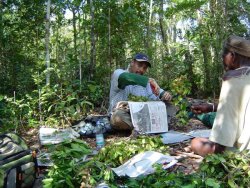 MBG staff, Reza Ludovic, pressing specimens in Mahabo Forest