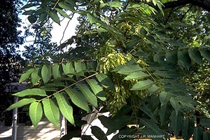 Ailanthus altissima