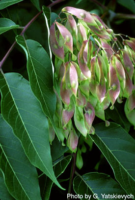 Ailanthus altissima