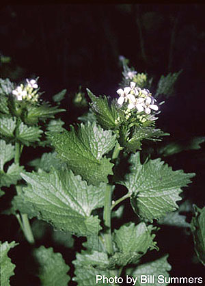 Alliaria petiolata