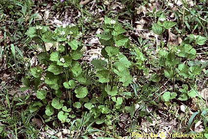 Alliaria petiolata