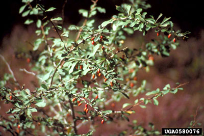 Berberis thunbergii